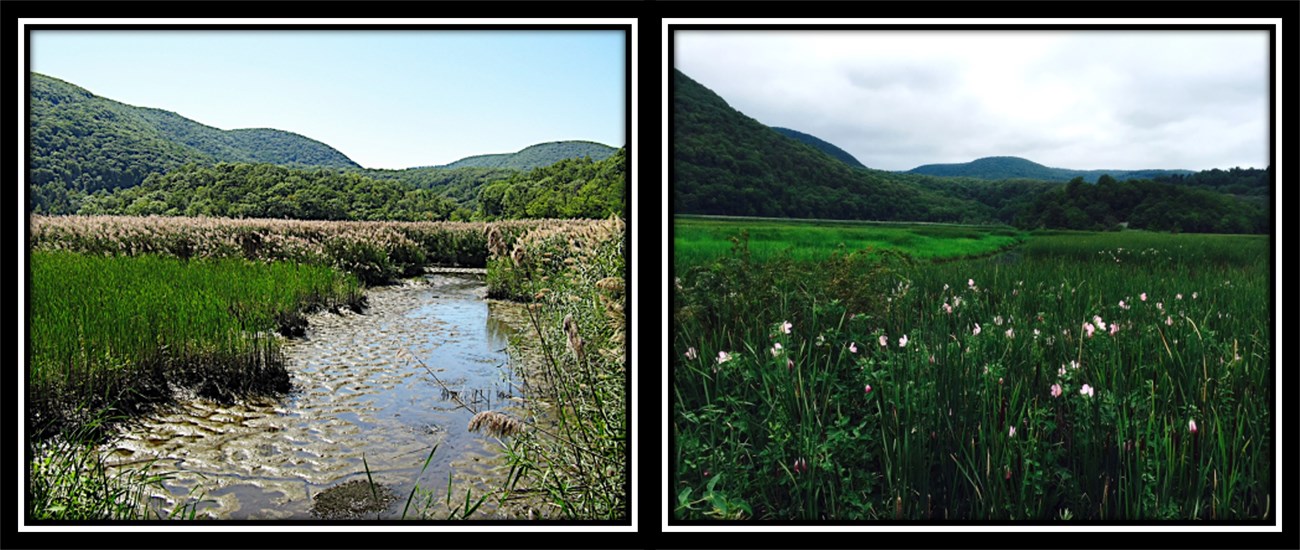 Photo collage showing wetland area