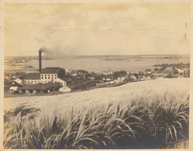 Honolulu Sugar Plantation at ‘Aiea, Oahu with Pearl Harbor in the distance. Photo by J.J. Williams, ca. 1915. Collections of Hawai'i State Archives, Photograph Collection, PPWD-18-2-013. A sepia-toned black and white photo looking down a slope towards Pearl Harbor. Sugar cane in the foreground. In the middle ground is a large complex with a tall smokestack with smoke coming out of it. Collection Hawai'i State Archives.