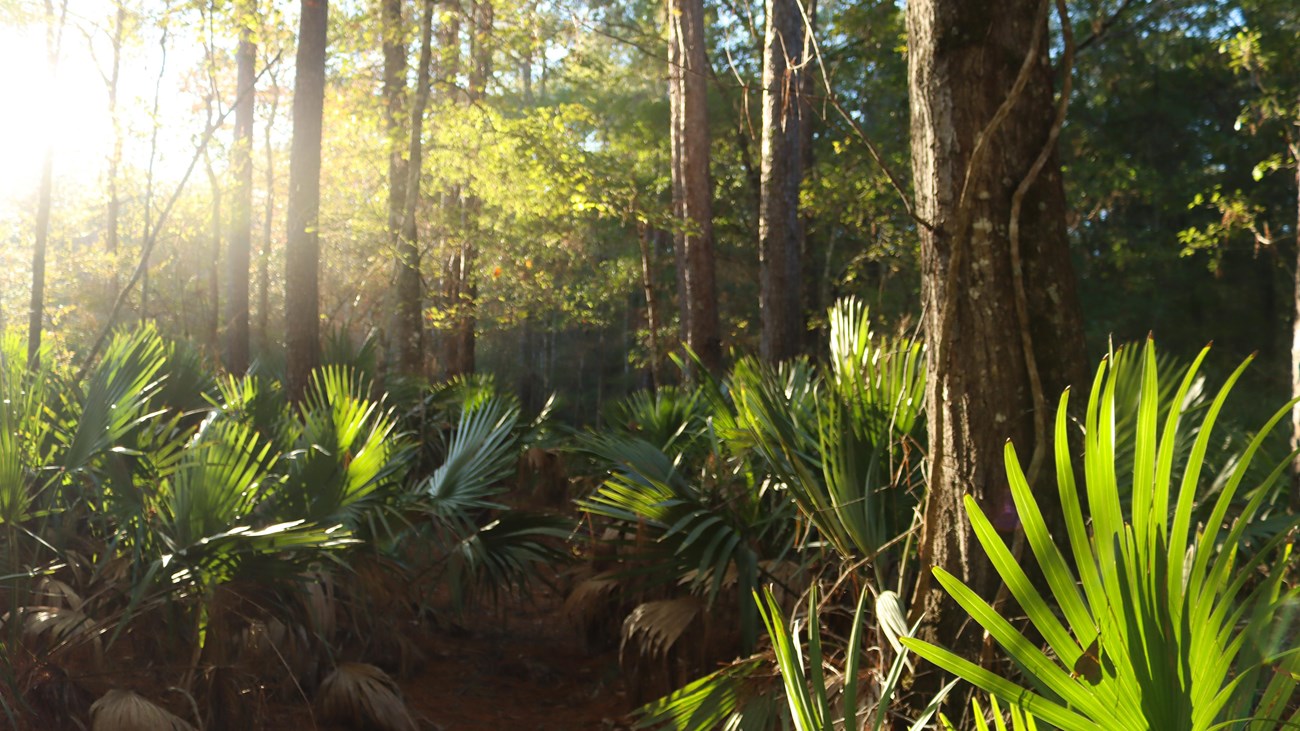 Sunlight shining on a patch of palmettos and vines climbing up a tree.
