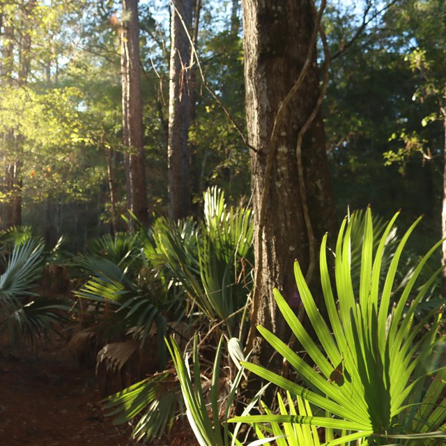 Bright green dwarf palmettos in afternoon sunlight in a dense forest.