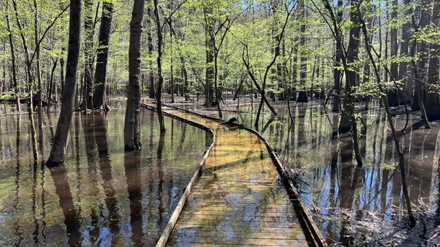 Congaree National Park photo from the National Parks Service