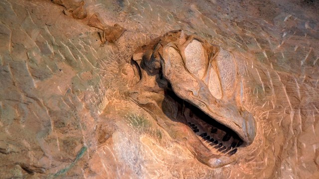 Fossilized dinosaur skull protruding from rock. 