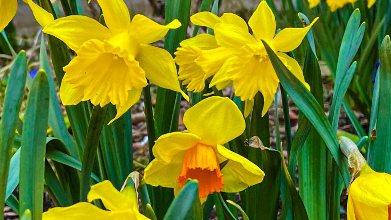 A vibrant cluster of yellow daffodils in full bloom, one daffodil displaying a bright orange trumpet
