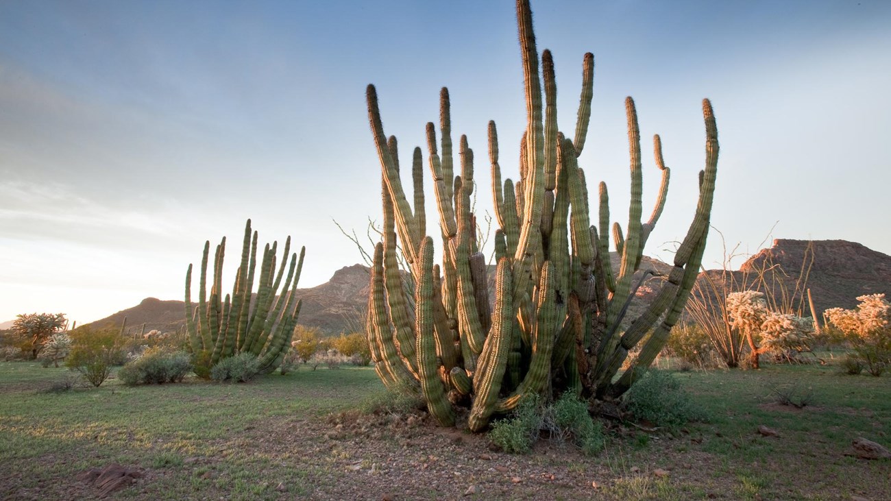 Two organ pipe cacti, amongst cholla and desert scrub, are illuminated by a sunset