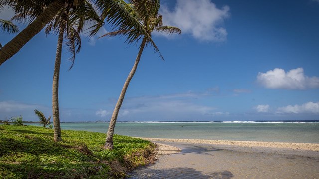 A beautiful beach and clear blue ocean lined with palm trees.