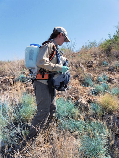 Person applying targeted herbicide to a buffelgrass infestation Person applying targeted herbicide to a buffelgrass infestation