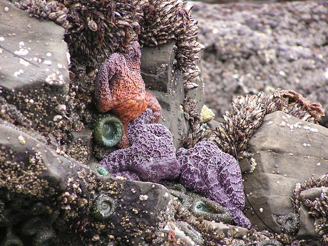 Intertidal life including purple sea stars and green sea anemones.