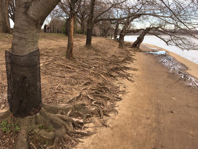 Tree roots by Tidal Basin Tree roots in bare earth by the Tidal Basin path. Some of the trunks are wrapped in a protective mesh