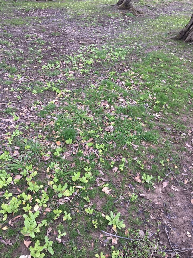Turnip planting Ground by cherry tree roots