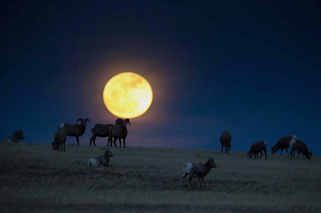 bighorn and moon rise_BADL Bighorn and moon rise at Badlands National Park